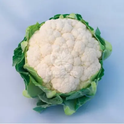 CLARINA / КЛАРІНА