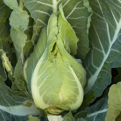 CLAFORSA / КЛАФОРСА