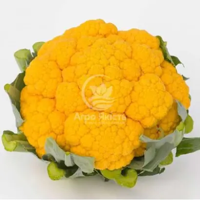 CLEMENTINE / КЛЕМЕНТИН