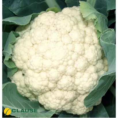 Clipper / Кліпер