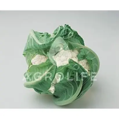 Locris / Локріс