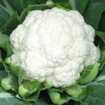 Maybach / Майбах