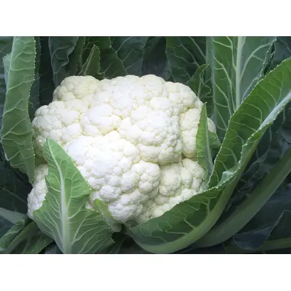 Momentum / Моментум