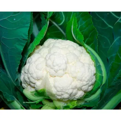 Nautilus F1 / Наутілус F1