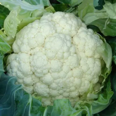 Novaria / Новарія