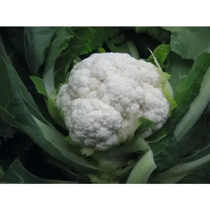 Oviedo F1 / Овієдо F1