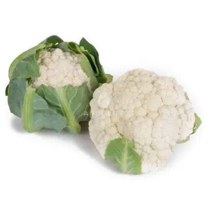 Paxton / Пакстон