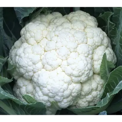 SV5818AC / СВ5818АЦ