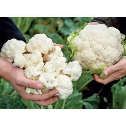 Cercy F1 / Серсі F1