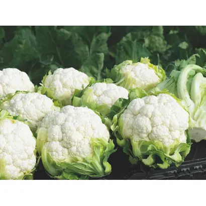 Synergy / Синержі