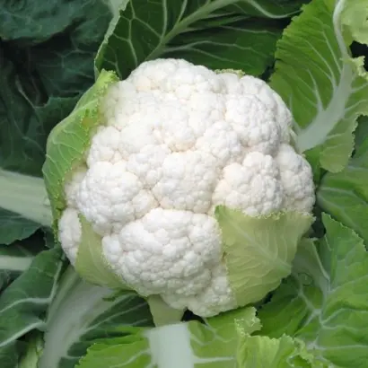 Skywalker F1 / Скайвокер F1