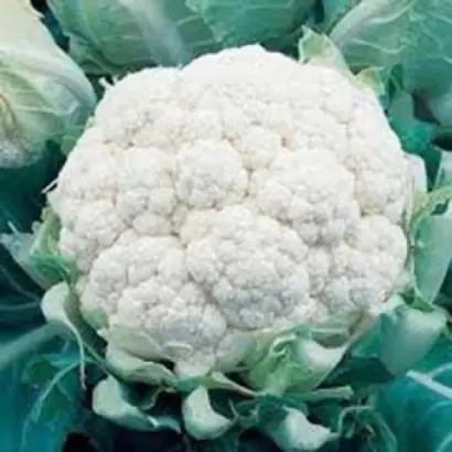 Snowhead / Сновхед