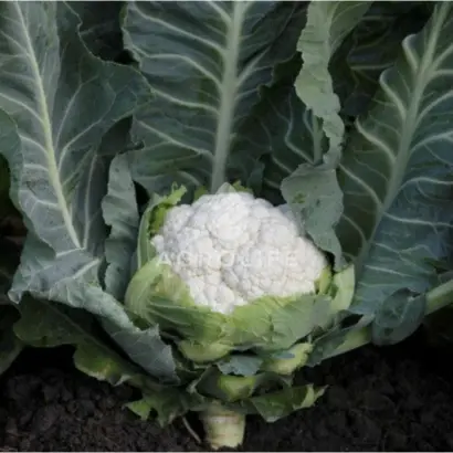 SOLISTAR / СОЛІСТАР