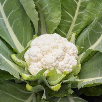 SPEEDSTAR / СПІДСТАР