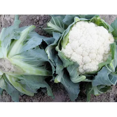 Telergy / Телержі