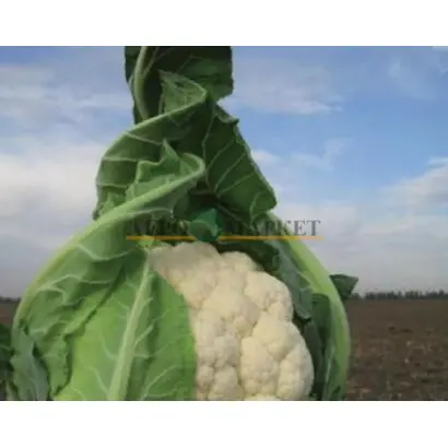 TRIDENT / ТРАЙДЕНТ