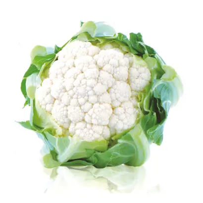 White Excel / Уайт Ексель