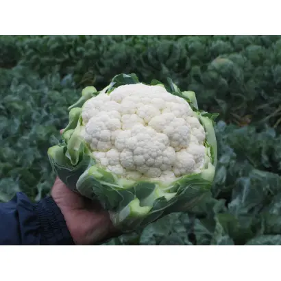 Fargo F1 / Фарго F1