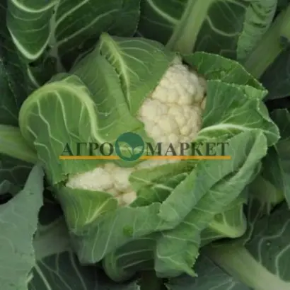 Ferrara / Феррара