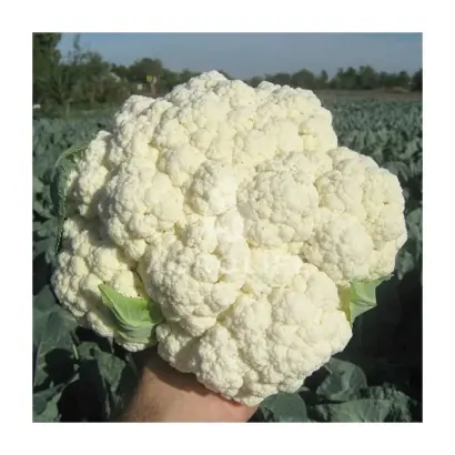 Freedom F1 / Фрідом F1