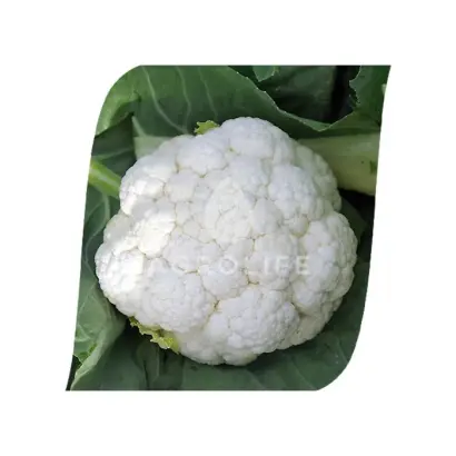 Frontina / Фронтіна