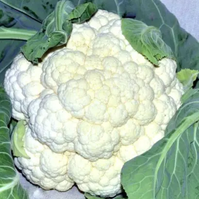 Fulmine / Фулмін