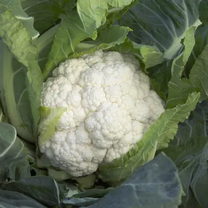 Chambord F1 / Шамбор F1