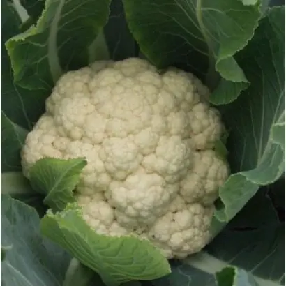 Alabastra F1 / Алабастра F1