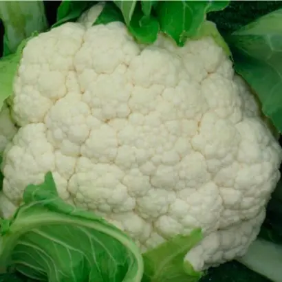 Alhambra F1 / Аламбра F1