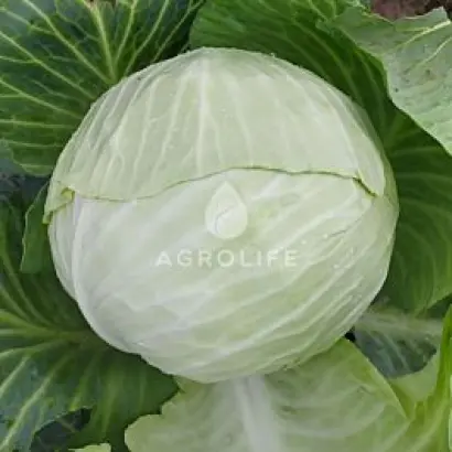 Aldrin F1 / Альдрін F1