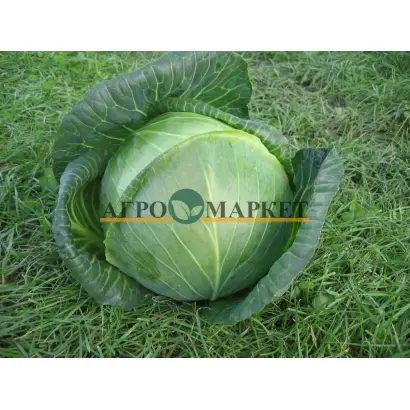 Amazing / Амейзін F1