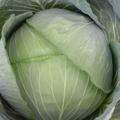 Baker F1 / Бейкер F1