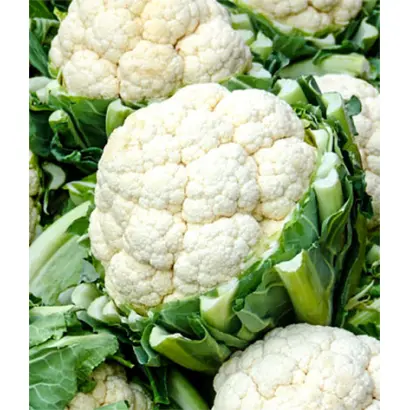 Kerdos F1 / Кердос F1