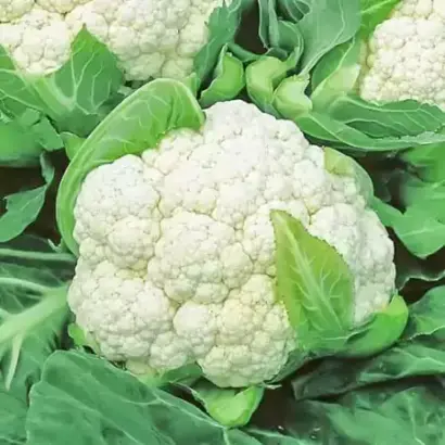 Lateman / Латеман F1