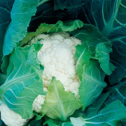 Livingston F1 / Лівінгстон F1