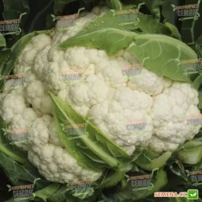 Matin F1 / Матін F1