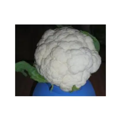 Mayflower F1 / Мeйфлауер F1