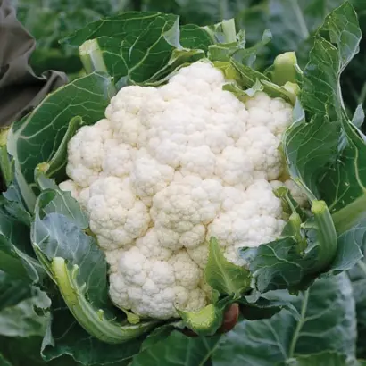 Ormonde / Ормонд