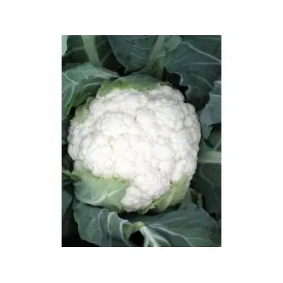 Planita F1 / Планита F1