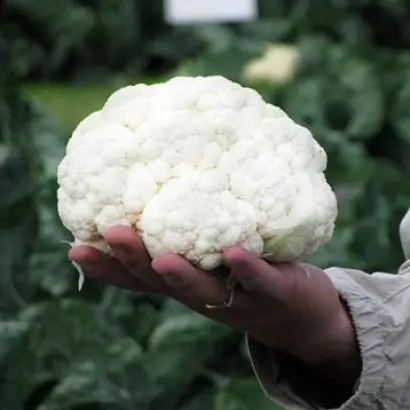 Sabord / Саборд