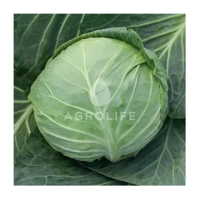 Siria F1 / Сірія F1