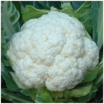 Stargate F1 / Старгейт F1