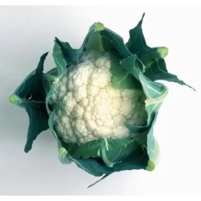 FARADAY / ФАРАДЕЙ