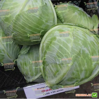 Fastnet F1 / Фастнет F1