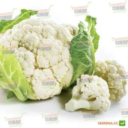 Faty F1 / Фаті F1