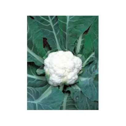 Fremont F1 RS / Фремонт F1