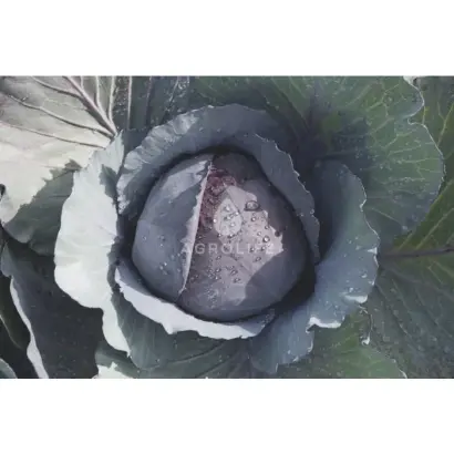 Ranchero F1 / Ранчеро F1