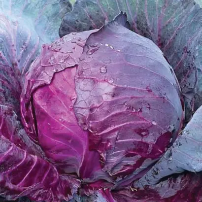 Red Jewel / Ред Джевел