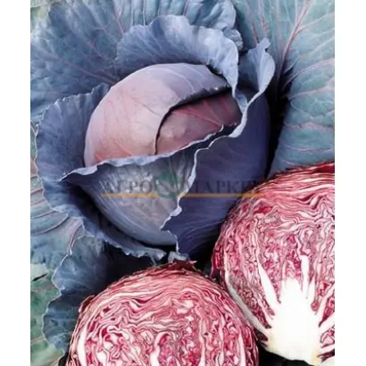 Red Dinasty F1 / Ред Дінасті F1