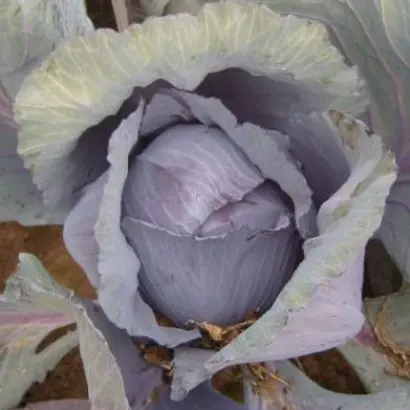 REDGUARD / Редгард